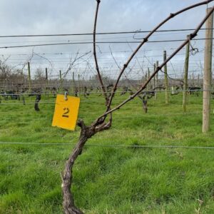 Vine 2