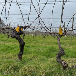 Vine 2