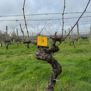 Vine 3