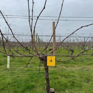 Vine 4